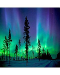 GladsBuy Aurora in Forest 10' x 10' Computer Printed Photography Backdrop Night Theme Background LMG-170
